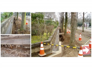 マロニエ公園側モミジバフウの根切り