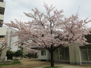 満開になった管理事務所前の広場の桜