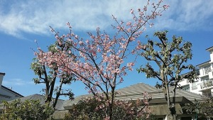 河津桜